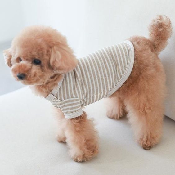 Dog and Cat T-Shirt Sewing Pattern PDF, Sizes S to XL for Small and Medium Pets, Easy DIY Pet Clothing, Printable A4 Letter and A0